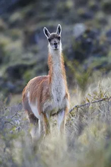 Lama Guanicoe Prints: Chile, Aysen, Valle Chacabuco. Guanaco (Lama guanicoe) in Patagonia Park