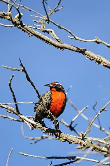 Chile, Aysen, Valle Chacabuco. Long-tailed Meadowlark (Sturnella loyca), locally