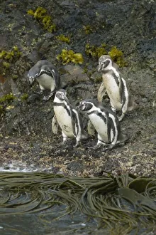 Images Dated 18th January 2010: Chile, Chiloe Island, Humboldt Penguins, (Spheniscus humboldtii), endangered