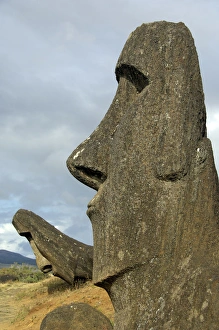 Images Dated 14th May 2008: Chile, Easter Island (aka Rapa Nui). Rano Raraku, the main rock quarry for the great