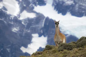 Lama Guanicoe Prints: Chile, Guanaco