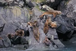 Sea Lion Prints: Chile, Magellanes. Sea lion colony at Parque Nacional Bernardo O Higgins