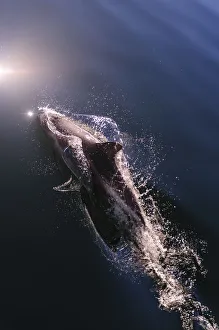 Images Dated 22nd December 2010: Chile, Patagonia, Lake District. Peales Dolphin (Lagenorhynchus australis)