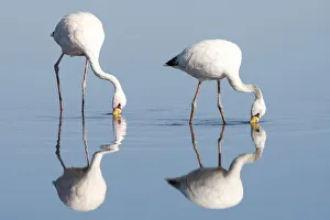 Place Prints: Chile, Salar de Atacama, Los Flamencos National Reserve, James flamingo