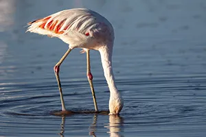 Images Dated 2nd June 2021: Chile, Salar de Atacama, Los Flamencos National Reserve, Chilean flamingo
