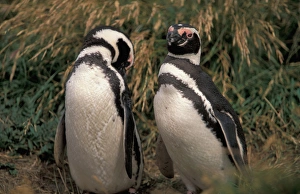 Chile, Seno, Otway. Adult Magellanic Penguins. (Spheniscus magellanicus)