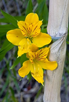 Bamboo Prints: Chile. South America. Blooming lilies and bamboo