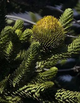 Pointed Prints: Chile. South America. Detail of branches and fruiting body of Araucaria (monkey puzzle) tree