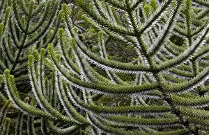 Form Prints: Chile. South America. Detail, bark of monkeypuzzle tree (Araucaria araucana)