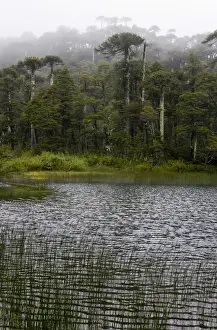 Vapor Prints: Chile. South America. Lago Chico and temperate rainforest on rainy day