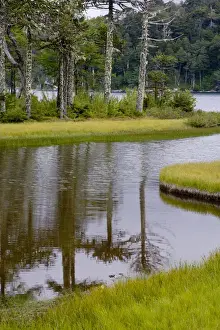 Chile. South America. Monkeypuzzle trees (Araucaria araucana), also know as pehun