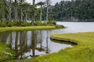 Shoreline Prints: Chile. South America. Monkeypuzzle trees (Araucaria araucana), also know as pehun