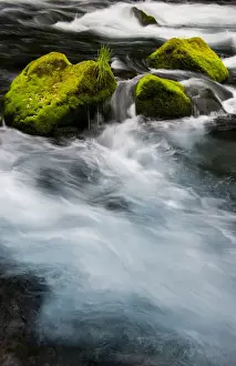 Brook Prints: Chile. South America. Moss-covered boulders in Rio Caburgua (also know as Rio Desage)