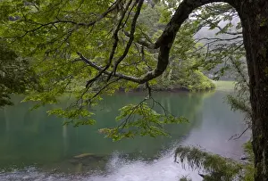 Chile. South America. Temperate rainforest and Lago Chico. Huerquehue National Park