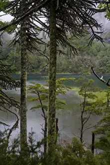 Peace Prints: Chile. South America. Temperate rainforest and Lago Chico. Huerquehue National Park