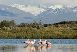 Images Dated 4th November 2007: Chilean Flamingo Laguna Nimez Reserve; El Calafate, Patagonia; Argentina; (Phoenicopterus