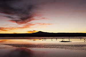 Chilean Flamingo, (Phoenicopterus chilensis), Laguna Chaxa, Salar de Atacama, Atacama Desert
