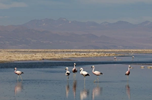 Lagoon Prints: Chilean Flamingo, (Phoenicopterus chilensis)