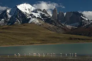 Chilean flamingo (Phoenicopterus chilensis) on Blue lake (Lago Azul) with Torres del Paine