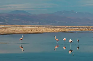 Vast Prints: Chilean flamingos, Phoenicopterus