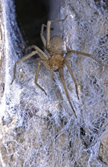 Corner Prints: The Chilean recluse (Loxosceles laeta), is a venomous spider of the family Sicariidae