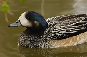 Images Dated 14th May 2006: Chiloe Wigeon (Anas sibilatrix) CAPTIVE Slimbridge Wildfowl and Wetlands Trust