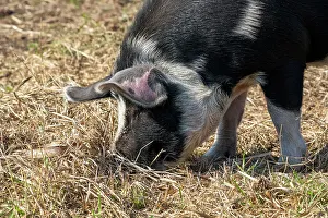 Hungry Prints: Chimacum, Washington State, USA. Idaho Pasture Pigs eating grain on the ground