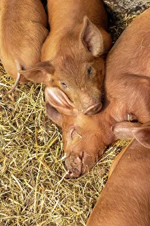 Relaxed Prints: Chimacum, Washington State, USA. Tamworth pig piglets grouped together sleeping