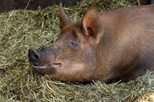 Lying Down Prints: Chimacum, Washington State, USA. Tamworth pig piglet portrait