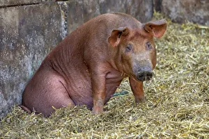 Funny Prints: Chimacum, Washington State, USA. Tamworth Piglet sitting
