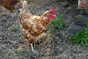 Mixed Breed Prints: Chimacum, Washington State, USA. Free range mixed breed hen standing on one leg