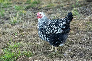 Chimacum, Washington State, USA. Free ranging Black Laced Silver Wyandotte hen