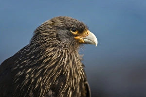 Chimango Caracara (Milvago chimango), Falkland Islands
