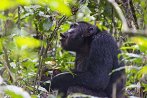 Chimpanzee Prints: Chimpanzee eating wild jackfruit, Kibale National Park, Uganda
