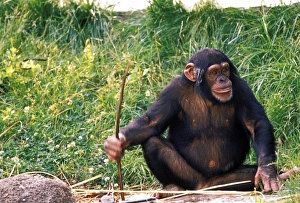 Tool Prints: Chimpanzee using stick as a tool to obtain sweet reward. Captive, pan troglodytes