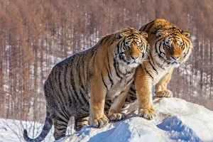 Tiger Prints: China. Captive Siberian tigers close-up