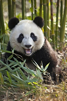 Images Dated 8th January 2014: China, Chengdu, Chengdu Panda Base. Close-up of young giant panda