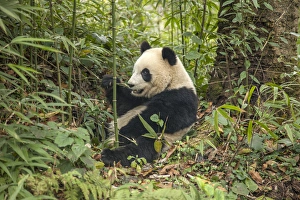 Images Dated 8th January 2014: China, Chengdu, Chengdu Panda Base. Young giant panda eating