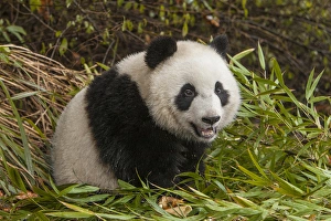 Images Dated 7th January 2014: China, Chengdu, Chengdu Panda Base. Close-up of young giant panda