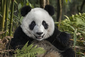Images Dated 8th January 2014: China, Chengdu, Chengdu Panda Base. Portrait of young giant panda