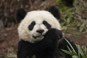 Images Dated 7th January 2014: China, Chengdu, Chengdu Panda Base. Close-up of young giant panda