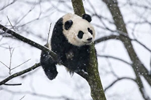 Panda Gallery: China, Chengdu, Chengdu Panda Base. Baby giant panda in tree