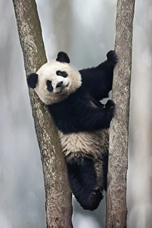 China, Chengdu, Chengdu Panda Base. Baby giant panda in tree