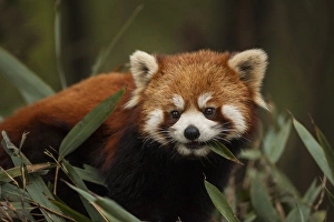 China, Chengdu, Wolong National Natural Reserve. Red or lesser panda eating. Credit as
