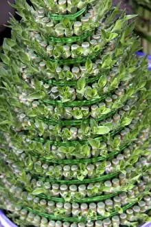 Conical Prints: China, Chongqing. A lucky bamboo Christmas tree in a Chinese Flower Market in Chongqing