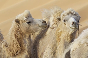 China, Gansu Province, Badanjilin Desert. Close-up of camels in a desert convoy. Credit as