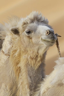 Gansu Province Prints: China, Gansu Province, Badanjilin Desert. Close-up of camel in a desert convoy. Credit as