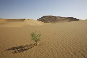 Survival Prints: China, Gansu Province. Lone plant casts shadow on Badanjilin Desert