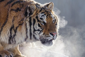 China, Harbin, Siberian Tiger Park. Siberian tiger portrait