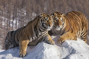 Images Dated 12th January 2014: China, Harbin, Siberian Tiger Park. Affectionate Siberian tigers
